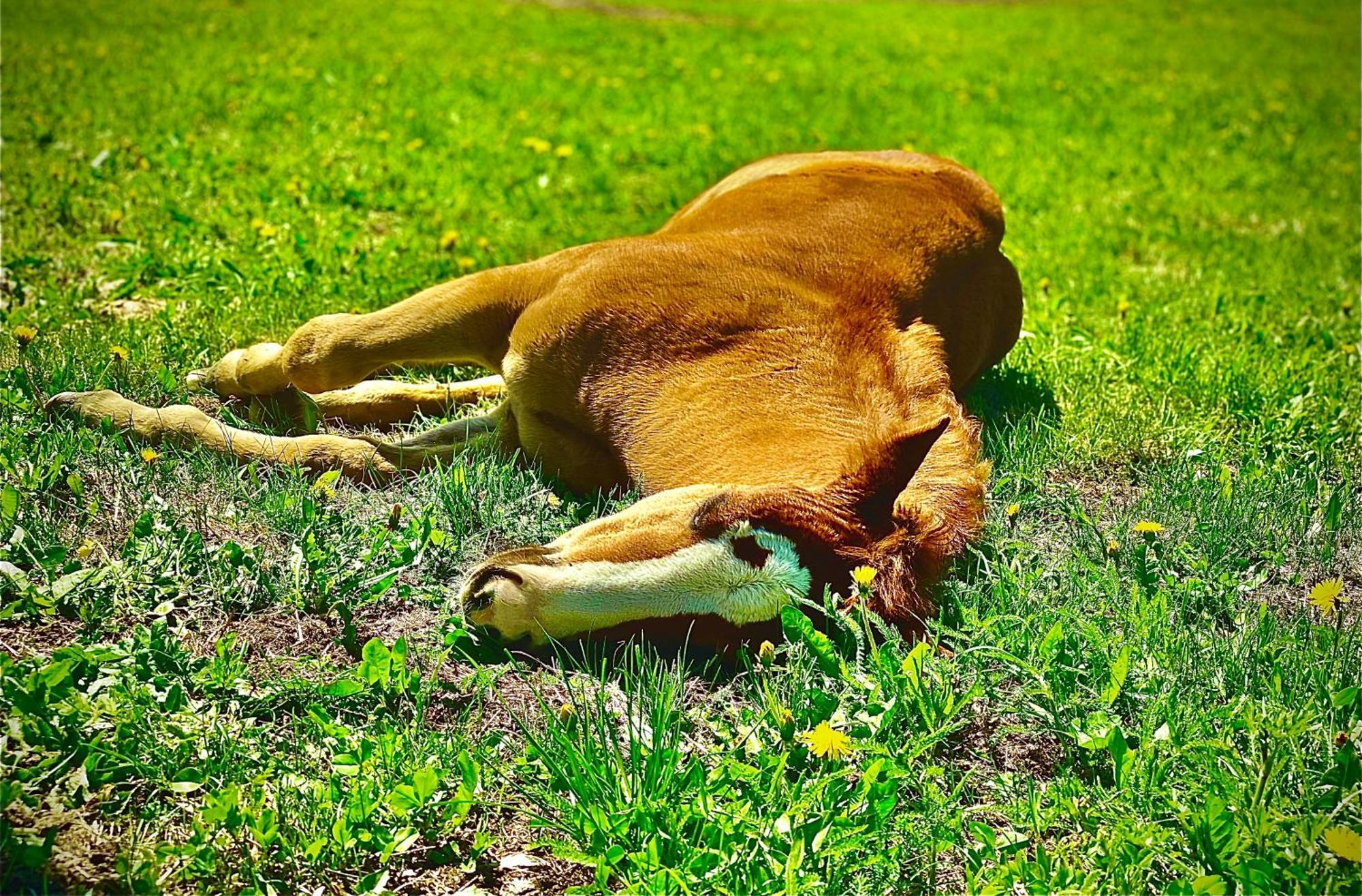 Oberprantschoellhof - Horse Mountain Stable Bressanone Dış mekan fotoğraf