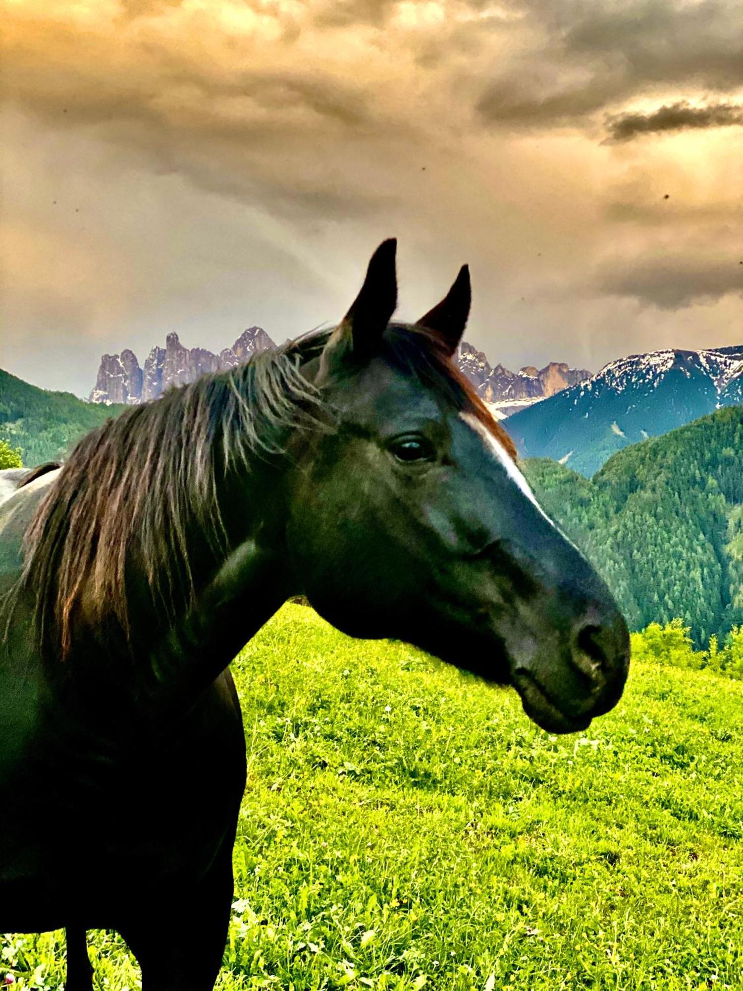 Oberprantschoellhof - Horse Mountain Stable Bressanone Dış mekan fotoğraf