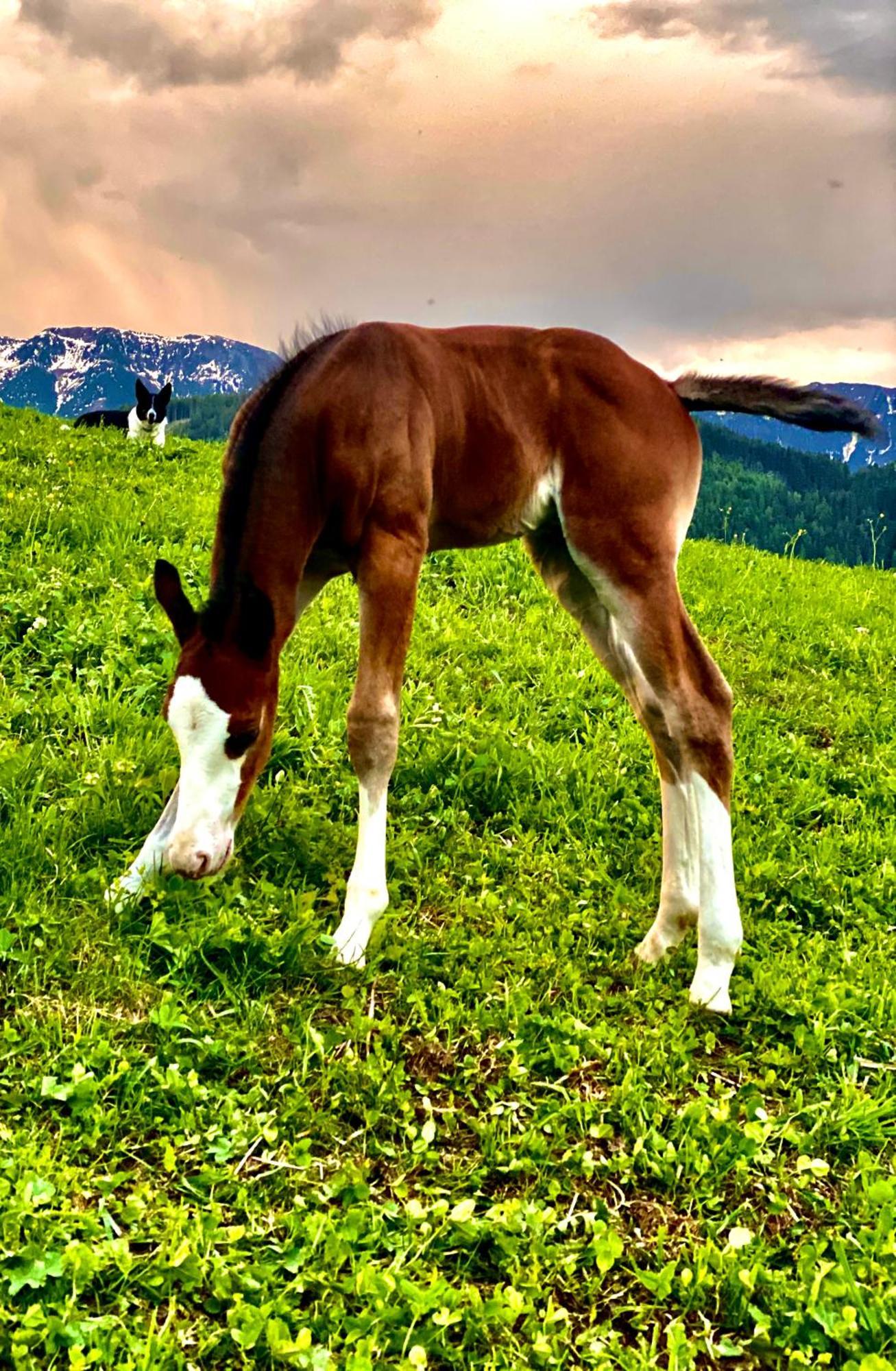 Oberprantschoellhof - Horse Mountain Stable Bressanone Dış mekan fotoğraf